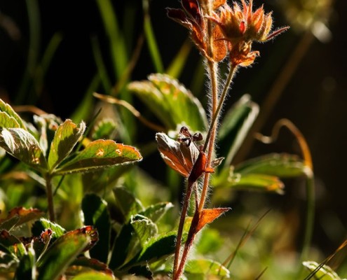 rezervatia-naturala-piatra-crinului